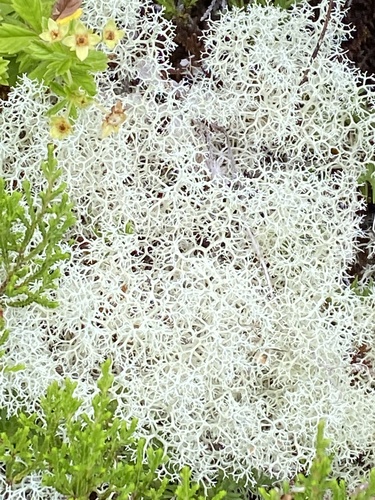 Cladonia azorica