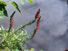 Lobelia cardinalis