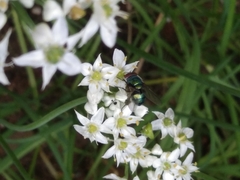 Chrysomya megacephala