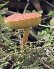 Hortiboletus