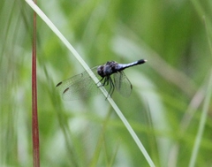 Erythrodiplax minuscula