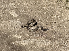 Crotalus molossus molossus