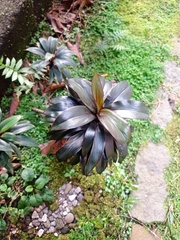 Cordyline fruticosa