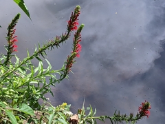 Lobelia cardinalis