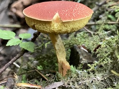 Hortiboletus