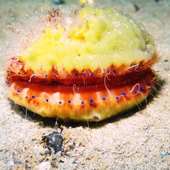 Mimachlamys asperrima