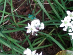 Chrysomya megacephala