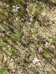 Coreopsis rosea