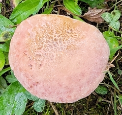 Amanita wellsii