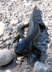 Ambystoma mavortium