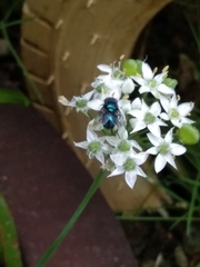 Chrysomya megacephala