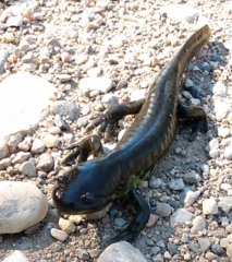 Ambystoma mavortium
