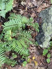 Adiantum pedatum