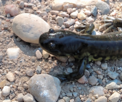Ambystoma mavortium