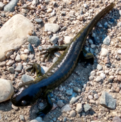 Ambystoma mavortium