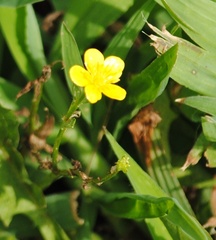 Linum sulcatum