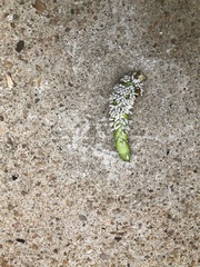 Manduca sexta