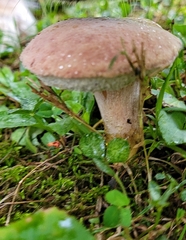 Amanita wellsii