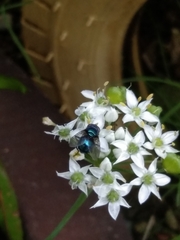 Chrysomya megacephala