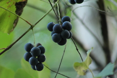 Vitis labrusca