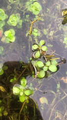 Callitriche stagnalis