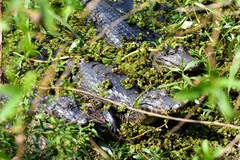 Caiman yacare