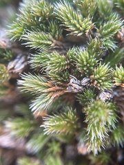Selaginella densa