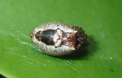 Wagneriana