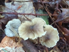 Hydropus praedecurrens