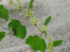 Ampelopsis