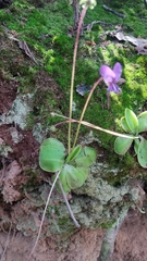 Pinguicula moranensis
