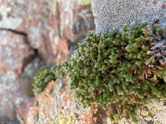 Selaginella densa