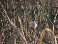 Microspingus melanoleucus