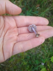 Inocybe lilacina
