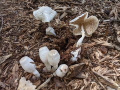 Leucocoprinus cepistipes