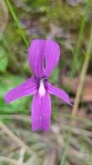 Pinguicula moranensis