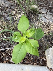 Verbesina virginica