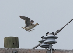 Bartramia longicauda