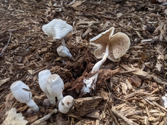 Leucocoprinus cepistipes