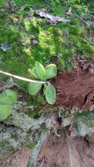 Pinguicula moranensis