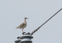 Bartramia longicauda