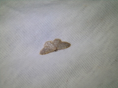 Idaea alyssumata