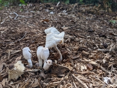 Leucocoprinus cepistipes