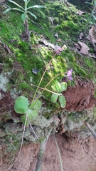 Pinguicula moranensis