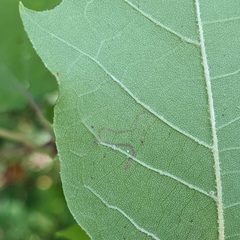 Ectoedemia platanella group