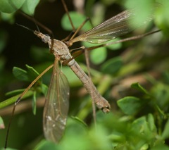 Tipula oleracea