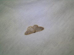 Idaea alyssumata