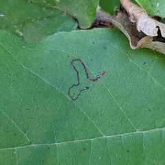 Ectoedemia platanella group