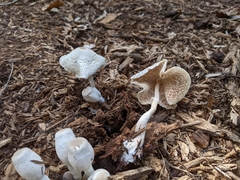 Leucocoprinus cepistipes