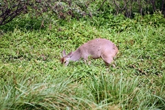 Mazama gouazoubira
